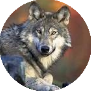 Empoderamiento al Lobo